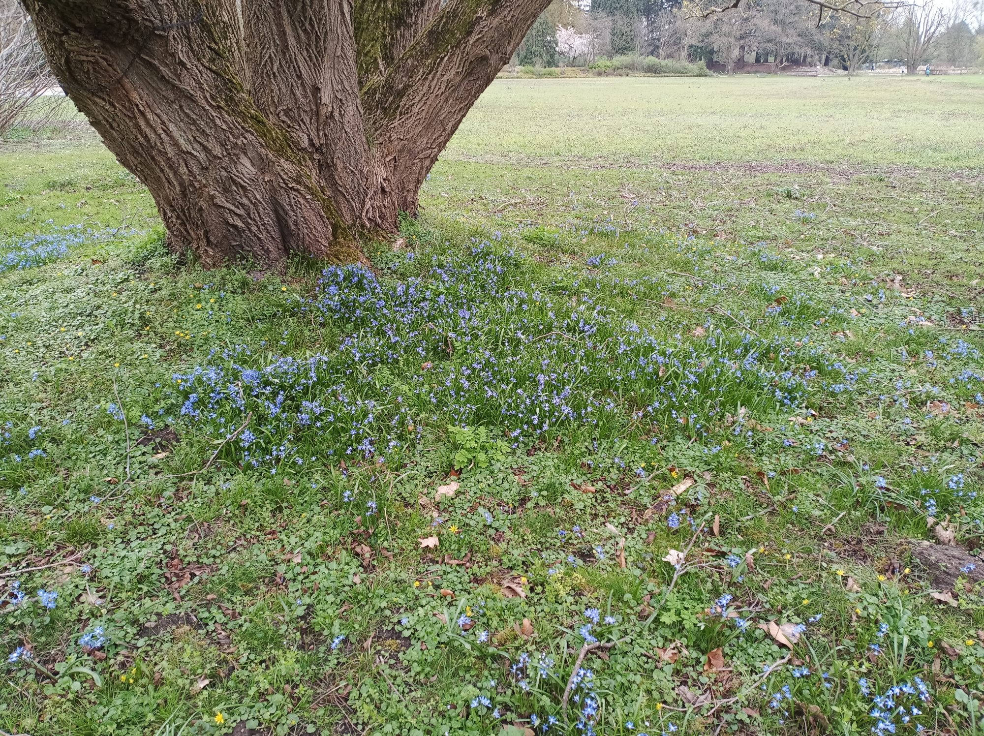 Frühling in Flottbek